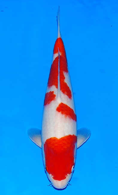 紅白 - 錦鯉 - 手取フィッシュランド