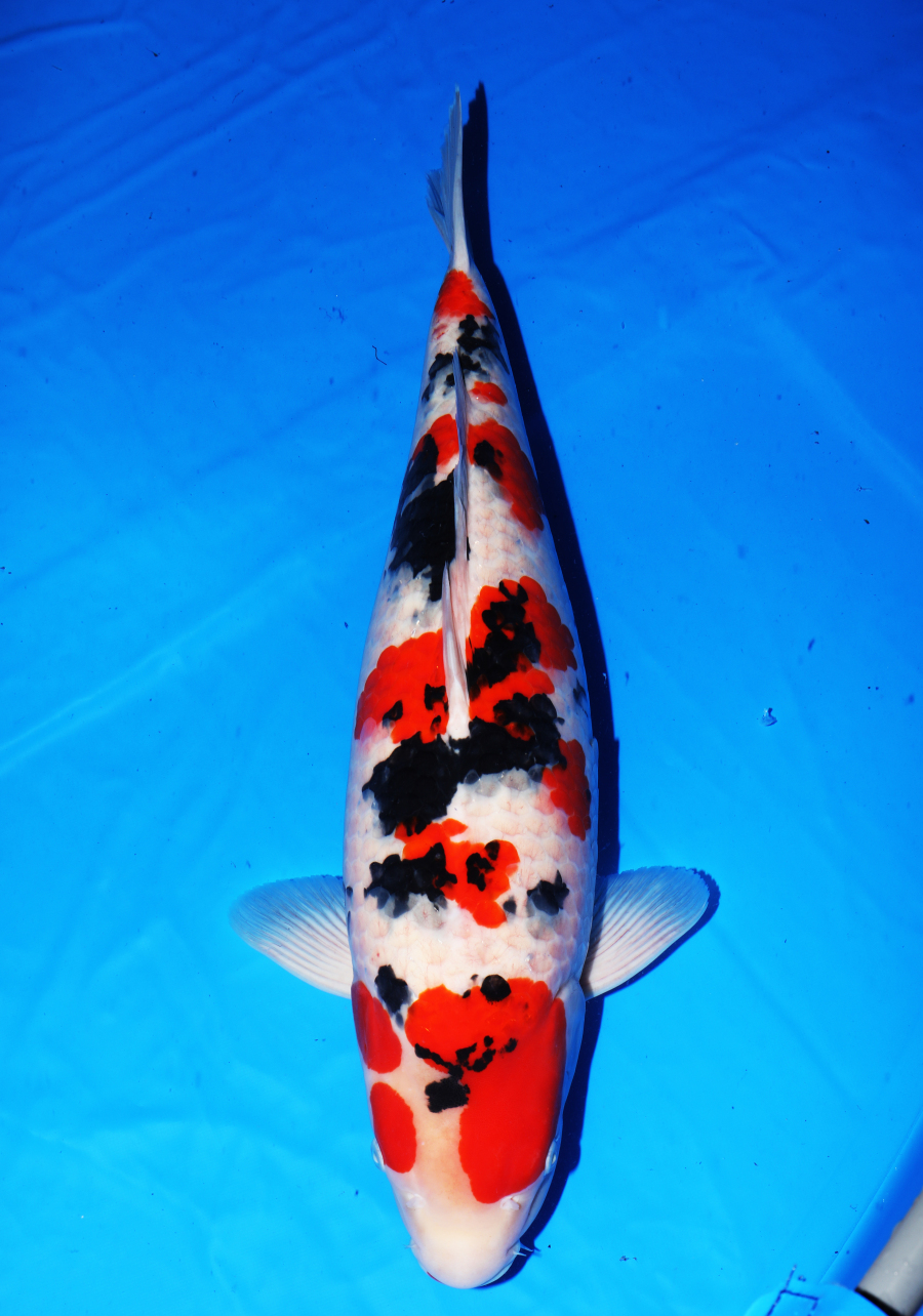 ■■■岡本錦鯉 8-42　大家産大正三色　39cｍジャンボ当才メス 錦鯉 御三家セット １５cm～１９ｃｍ １６尾セット